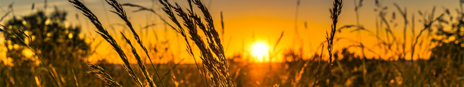 wheat sunset
